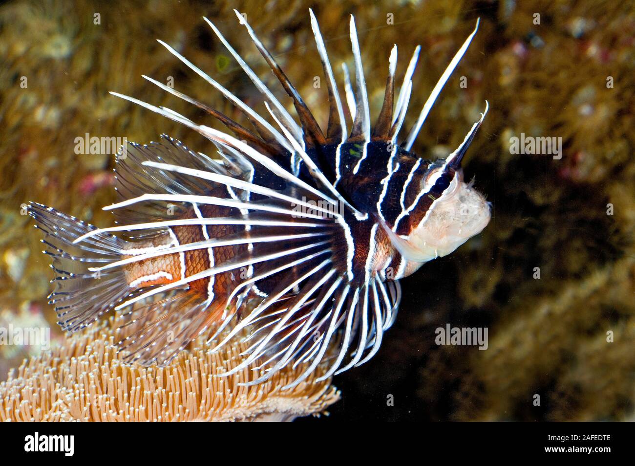 Stachelfisch - Loewenfisch - Clearfin Lionfish, Pterois radiata Stockfoto