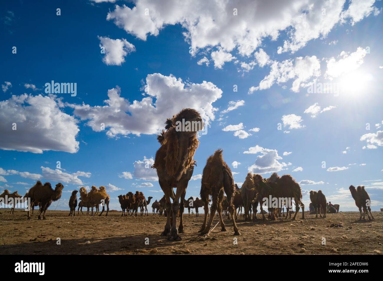 Pelz Farm in der Mongolei Stockfoto