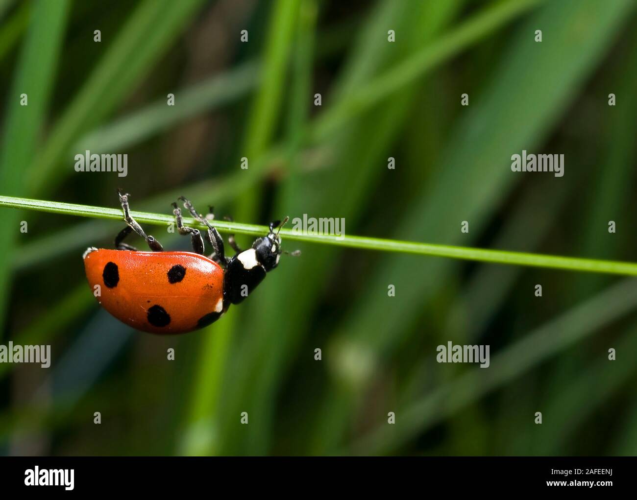 Seven-Spot Ladybird, Coccinella Trommler Stockfoto