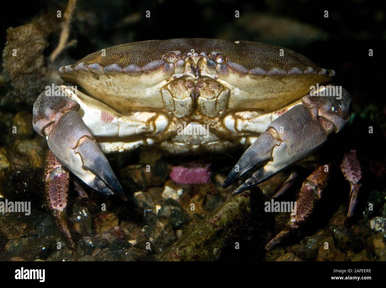 Essbare Krabbe, Cancer pagurus Stockfoto