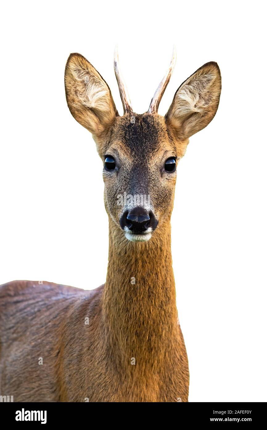 Portrait von jungen Rehe Buck auf weißem Hintergrund. Stockfoto