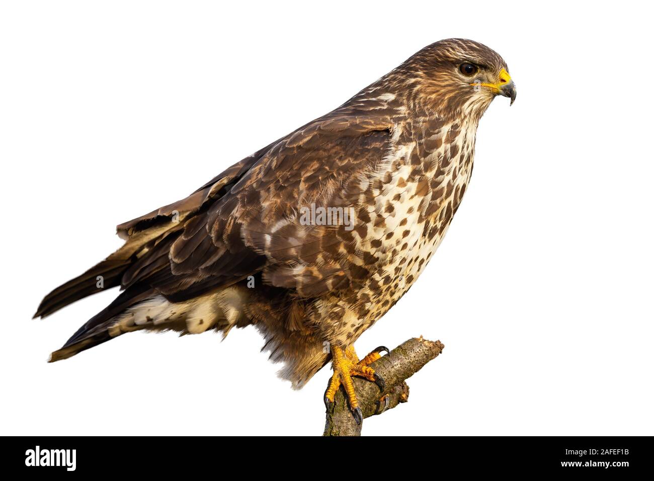 Mäusebussard, Buteo buteo, sitzen sitzend isoliert auf weißem Hintergrund Stockfoto