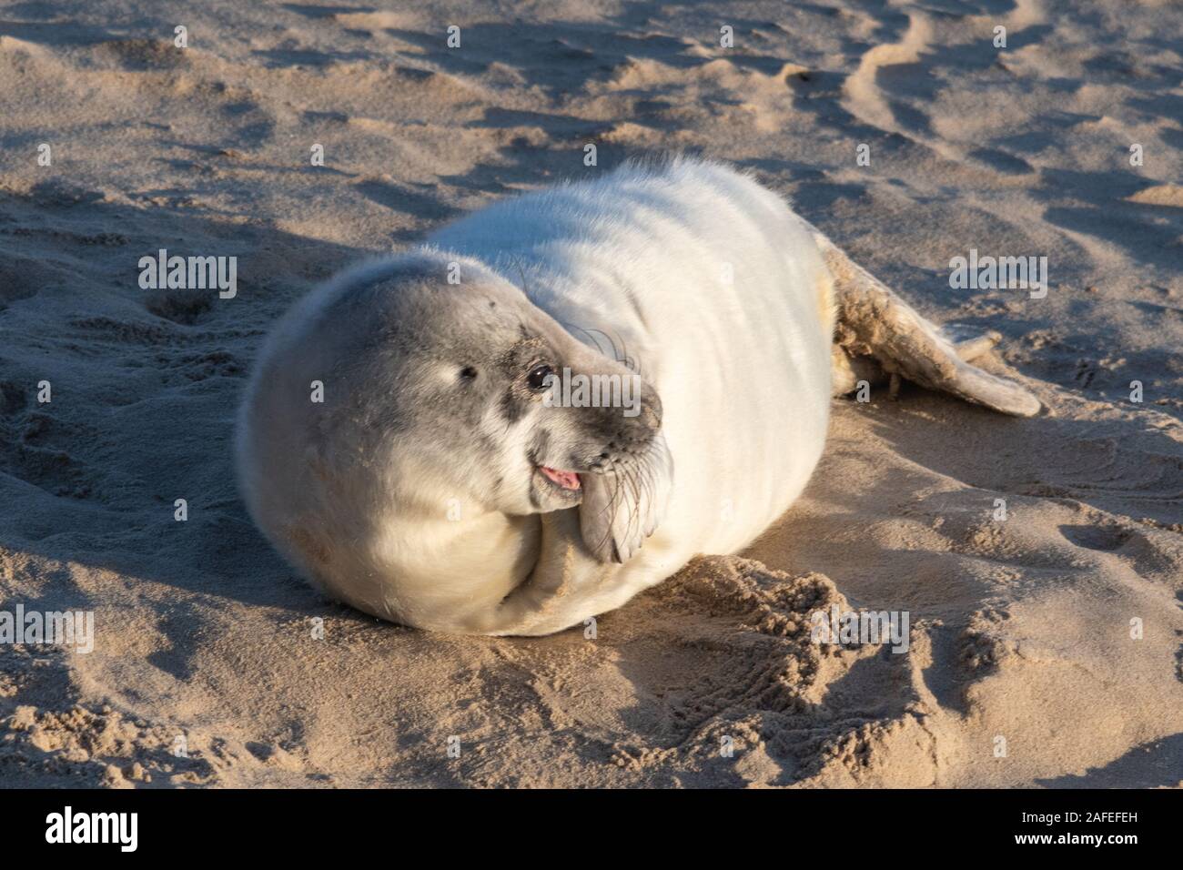 Horsey Strand grau Robbenkolonie (Halichoerus grypus) in Norfolk, UK, im Winter (Dezember) - Junge seal Pup mit weißem Pelz Stockfoto Horsey Strand grau Robbenkolonie (Halichoerus grypus) in Norfolk, UK, im Winter (Dezember) - Junge seal Pup mit weißem Pelz Stockfoto