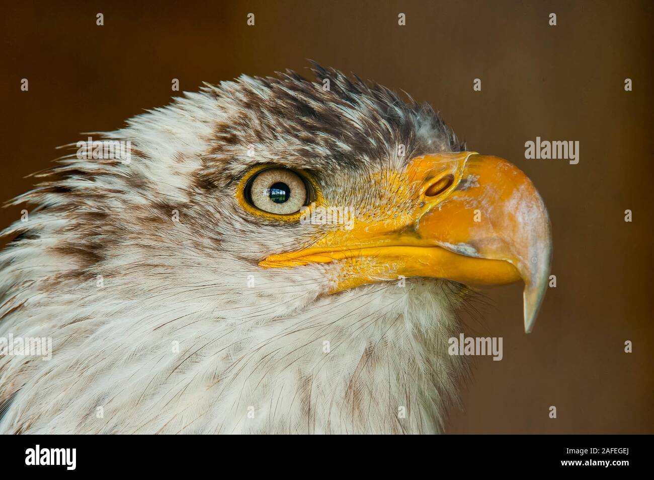 Weißkopf-Seeadler Stockfoto