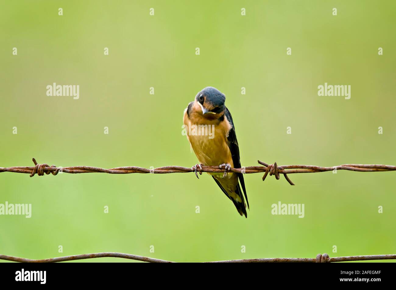 Rauchschwalbe Stockfoto