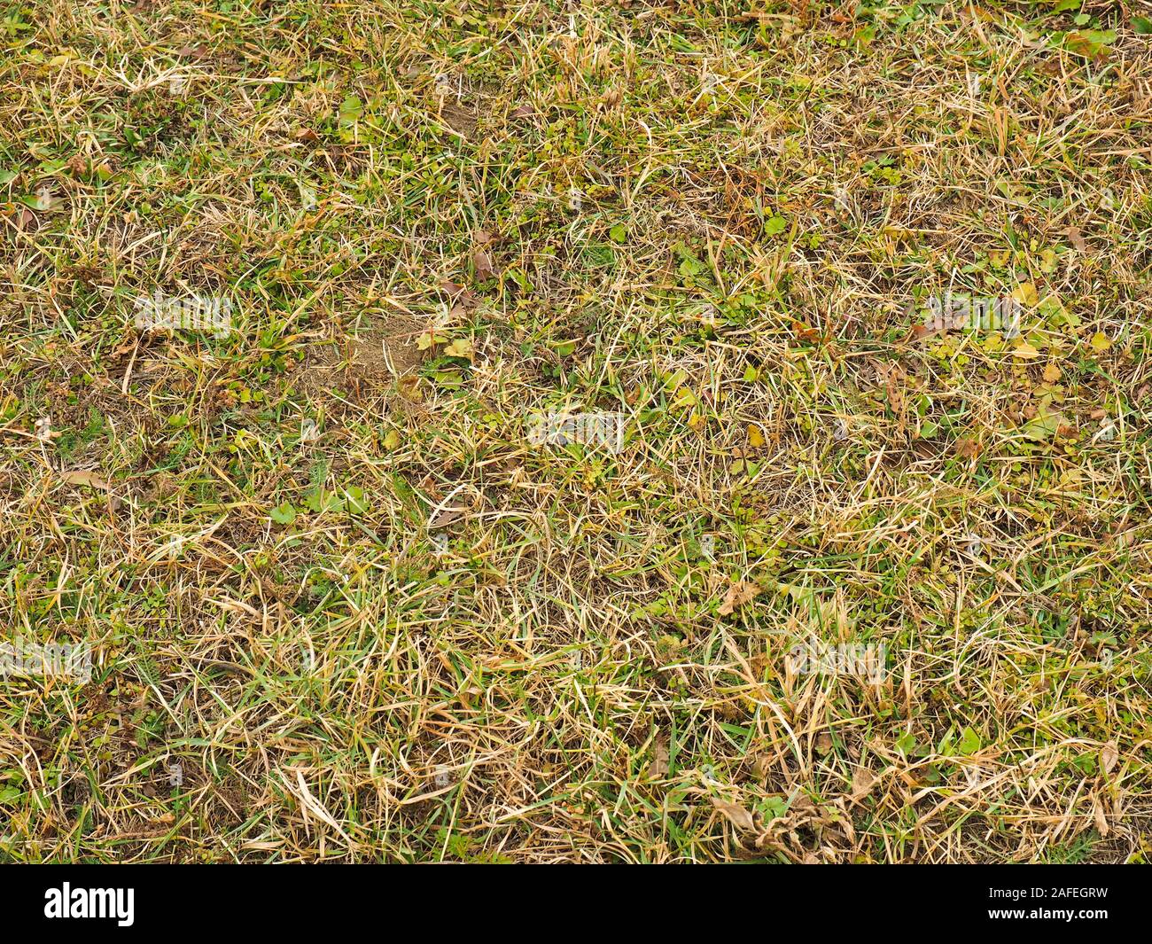 Hintergrund der grünen und gelben Gras. Kaukasus Stockfoto
