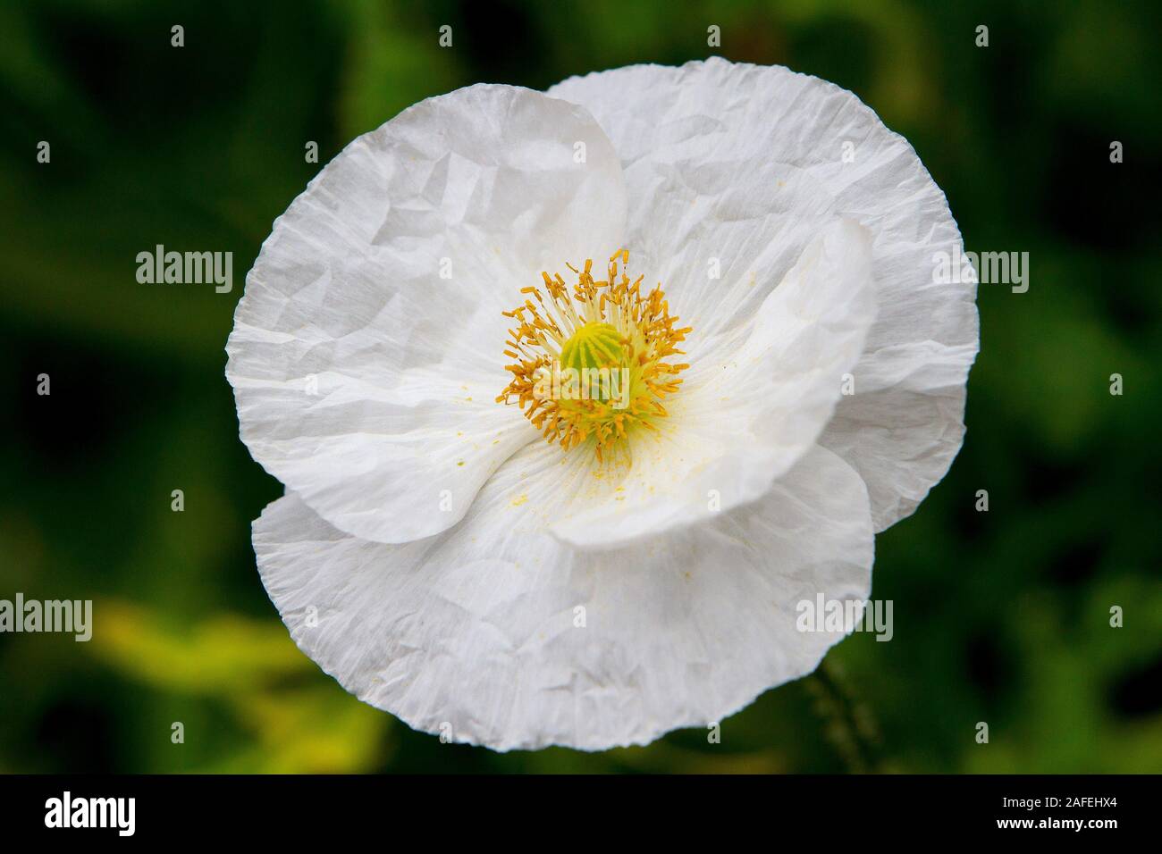 Weißer Mohn im Garten Stockfoto