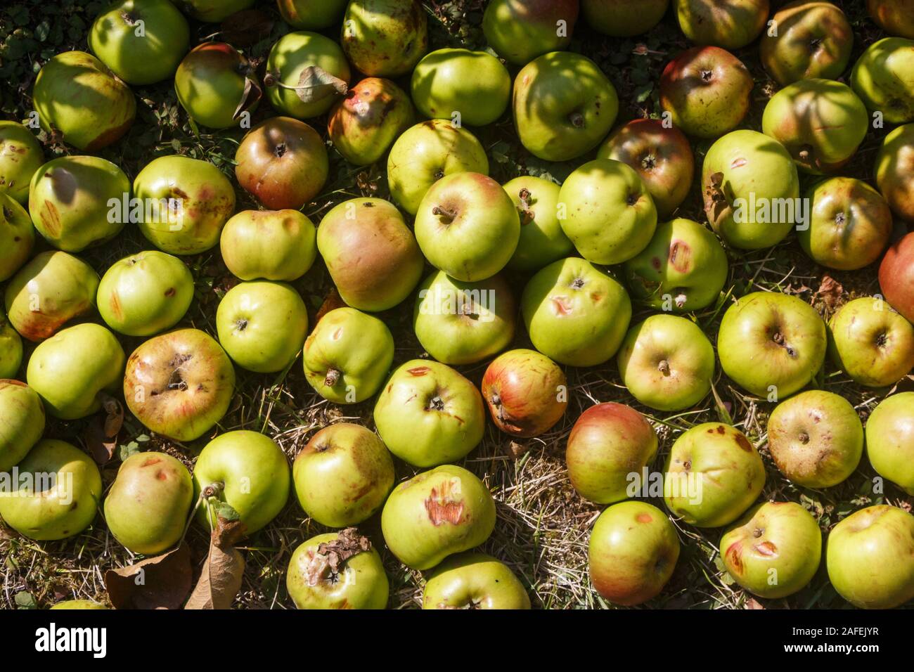 Faule Äpfel auf dem Boden in einem Obstgarten im Herbst Stockfoto
