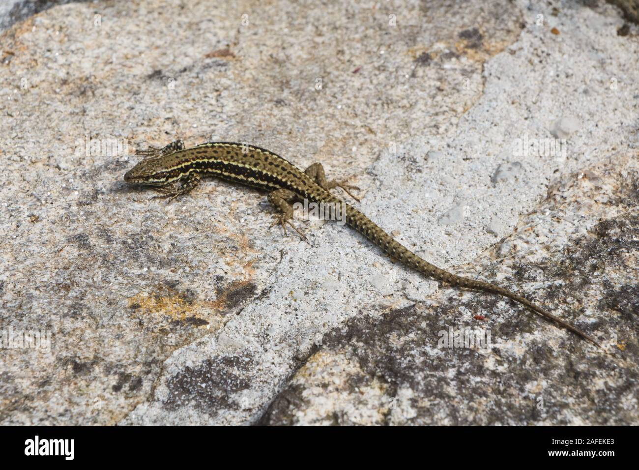 Gemeinsame wand Eidechse warm in der Sonne auf einer Wand Stockfoto