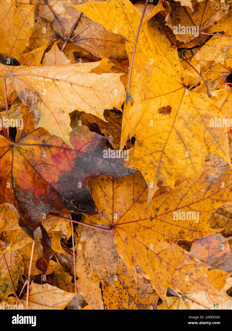 Nahaufnahme der gelben trockenen Blätter auf dem Boden im Herbst Stockfoto