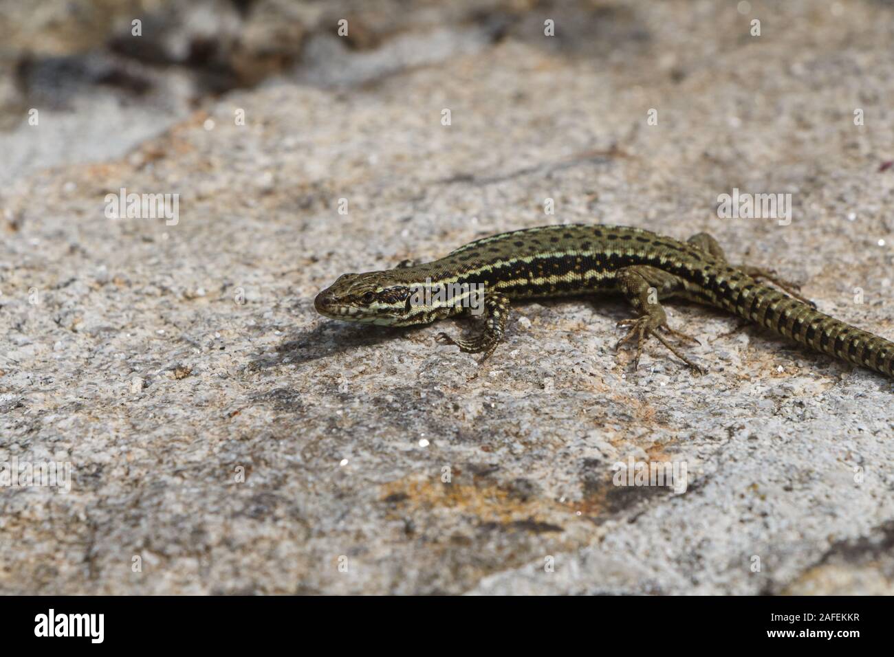 Gemeinsame wand Eidechse unter der Sonne auf einer Wand Stockfoto