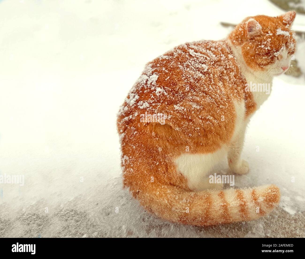 Die arme Katze viel schneit über es Stockfoto