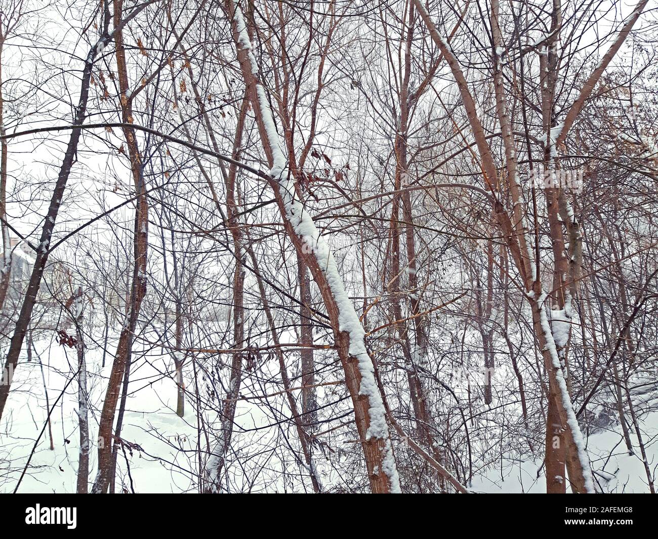 Ein paar Bäume und viel Schnee Stockfoto