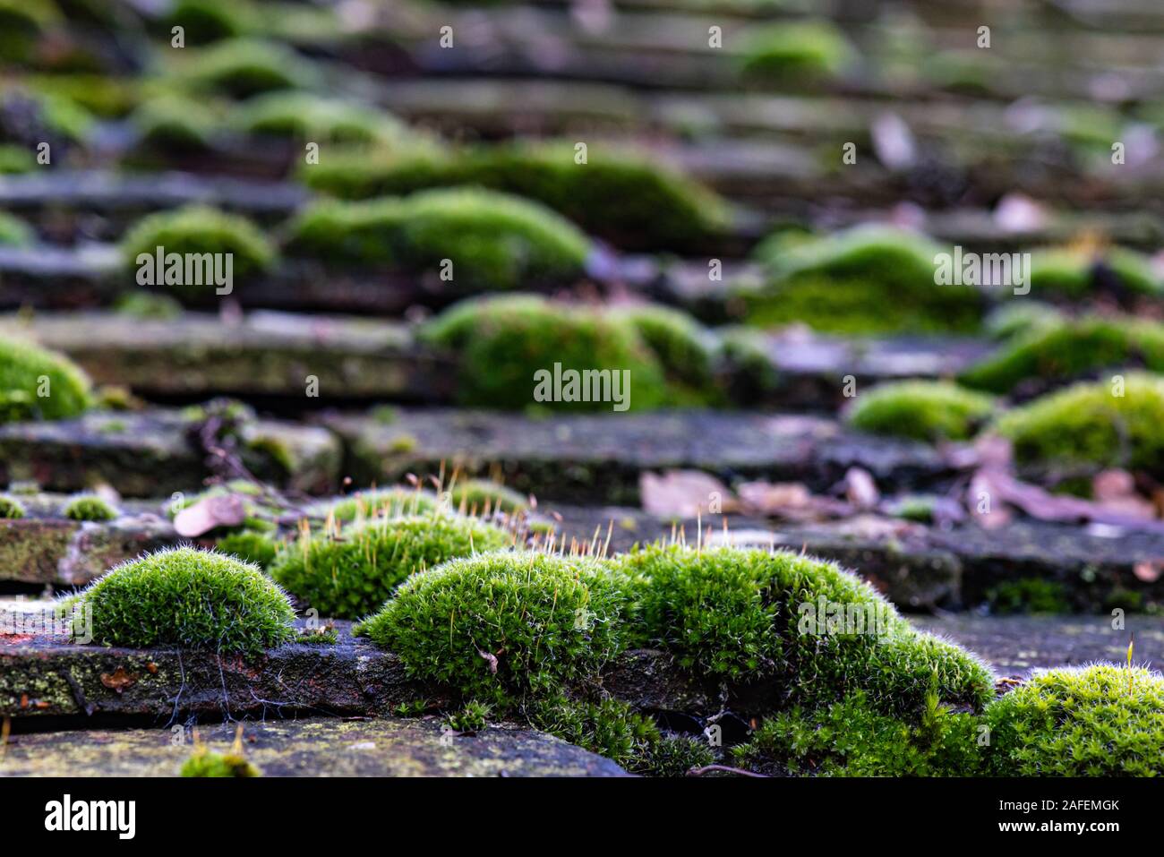 Moos auf dem alten Dach Stockfotografie Alamy