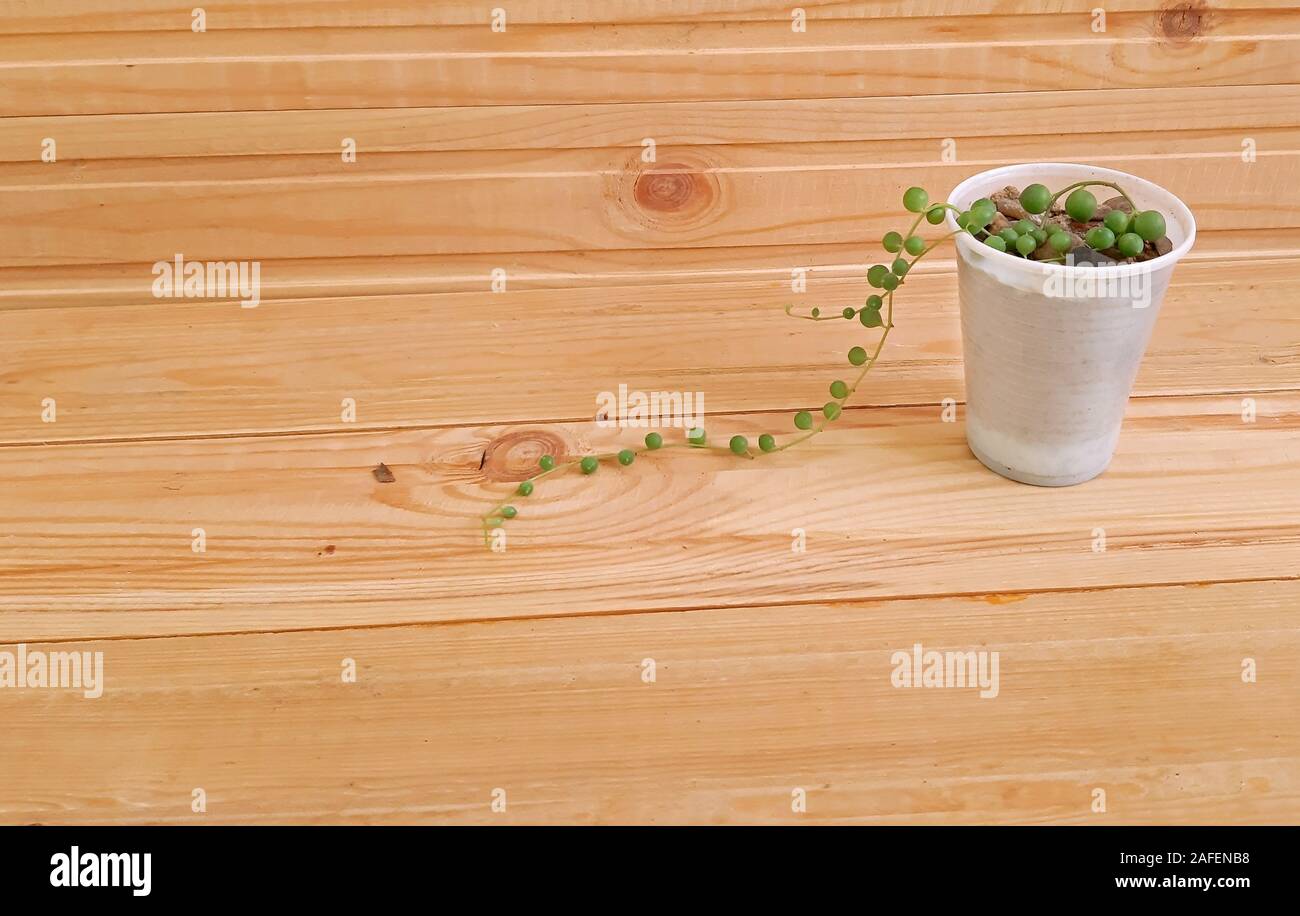 Perlenkette sukkulente Pflanze auf hölzernen Hintergrund Stockfotografie -  Alamy