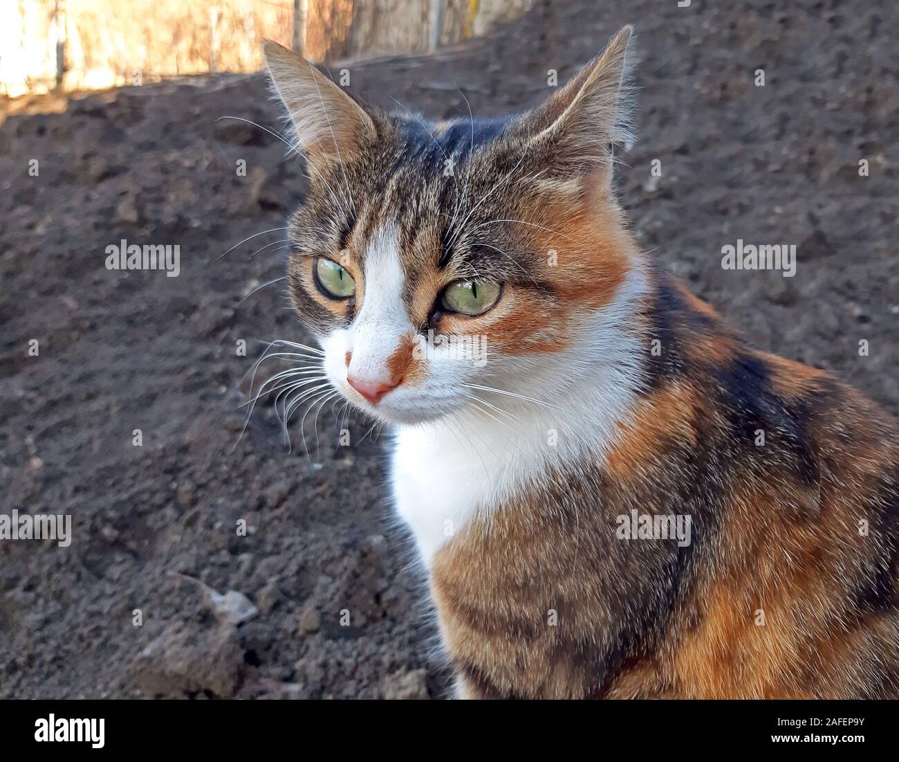 Eine dreifarbige Katze sitzt nachdenklich Nahaufnahme Stockfoto
