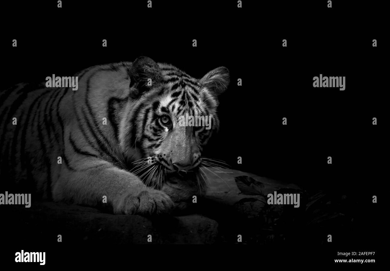 Junge Tiger in starrte auf die Kamera in Schwarz und Weiß Stockfoto