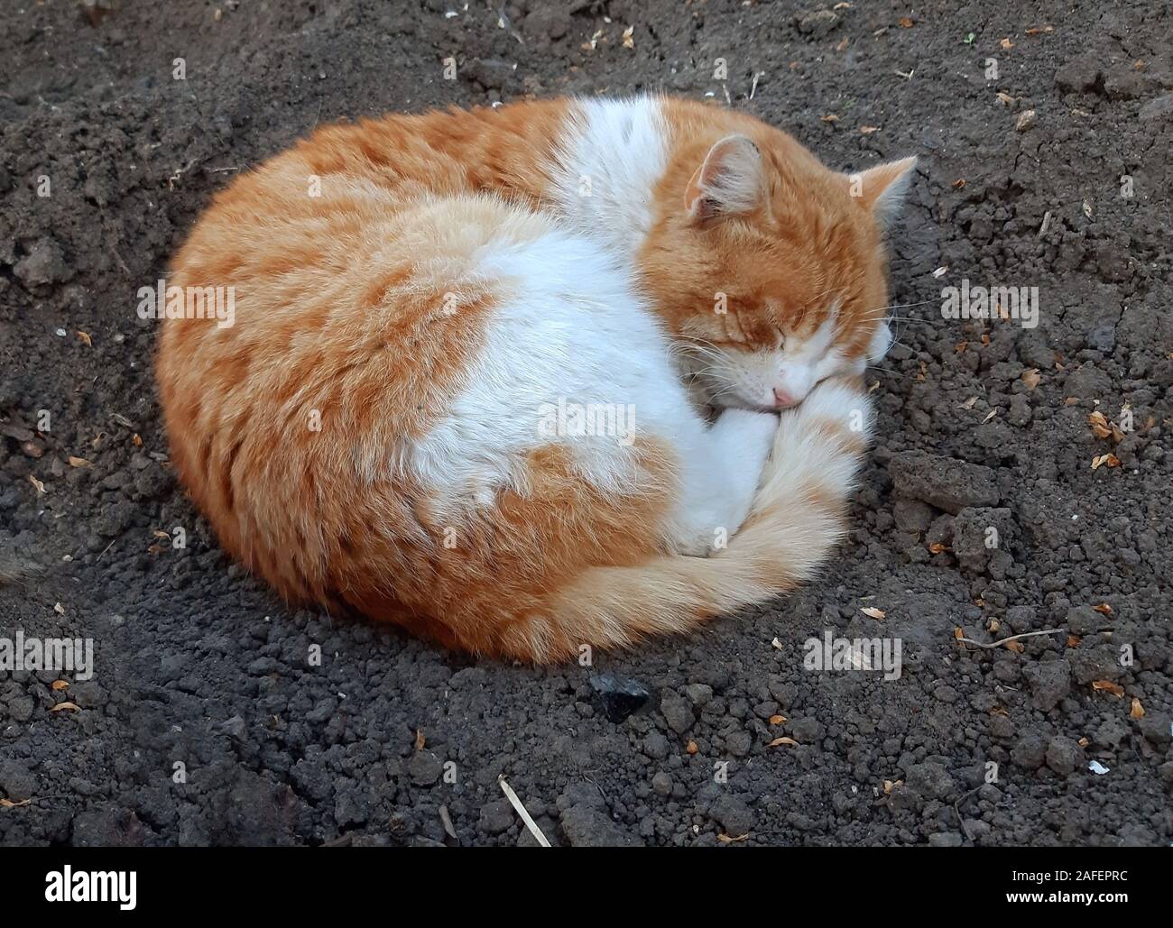 Eine schöne orange Katze schlafen draußen auf der Oberfläche des Bodens Stockfoto