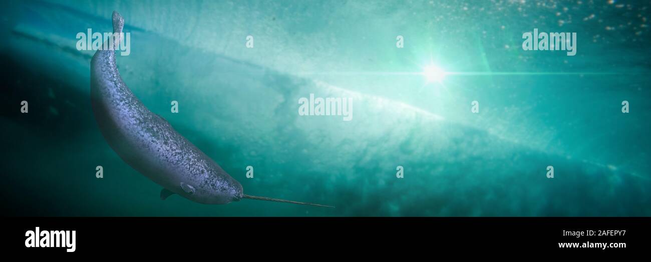Narwhal, männliche Monodon Camelopardalis schwimmen im Meer Wasser Stockfoto