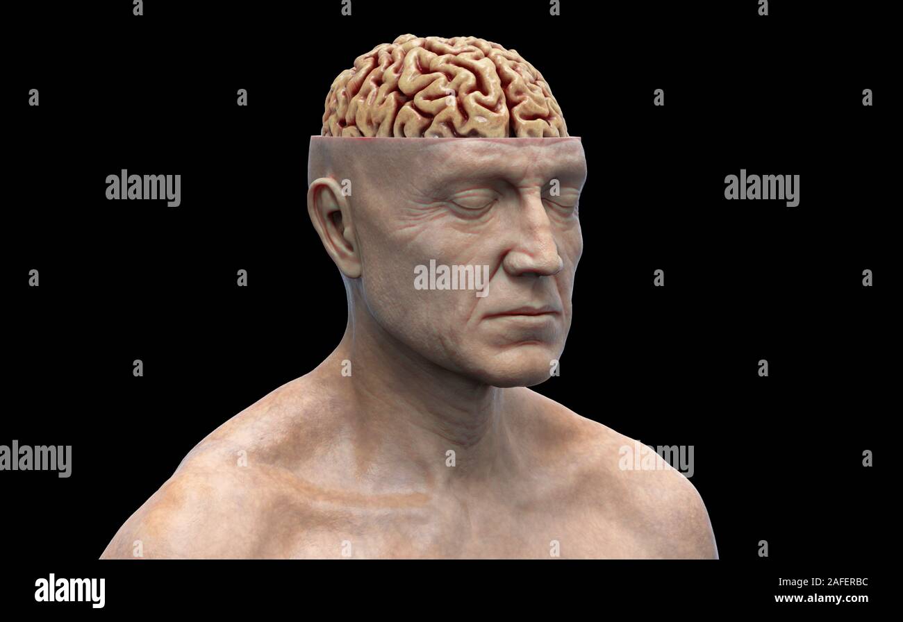 Realistische Wiedergabe der menschlichen Anatomie des Gehirns - dreidimensionales Modell Stockfoto