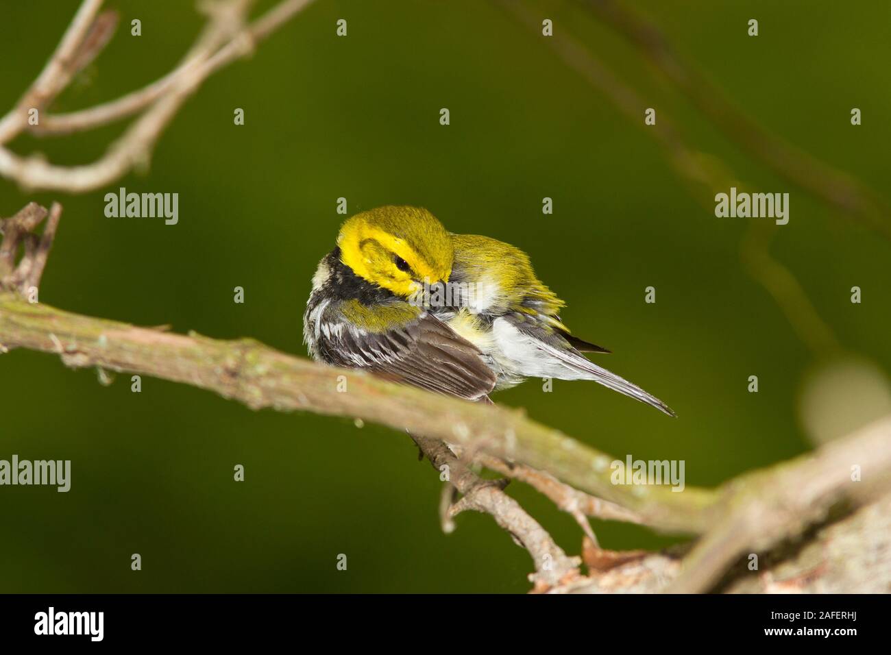 Black-throated Green Warbler (Dendroica virens), männlich, Zucht pllumage Stockfoto