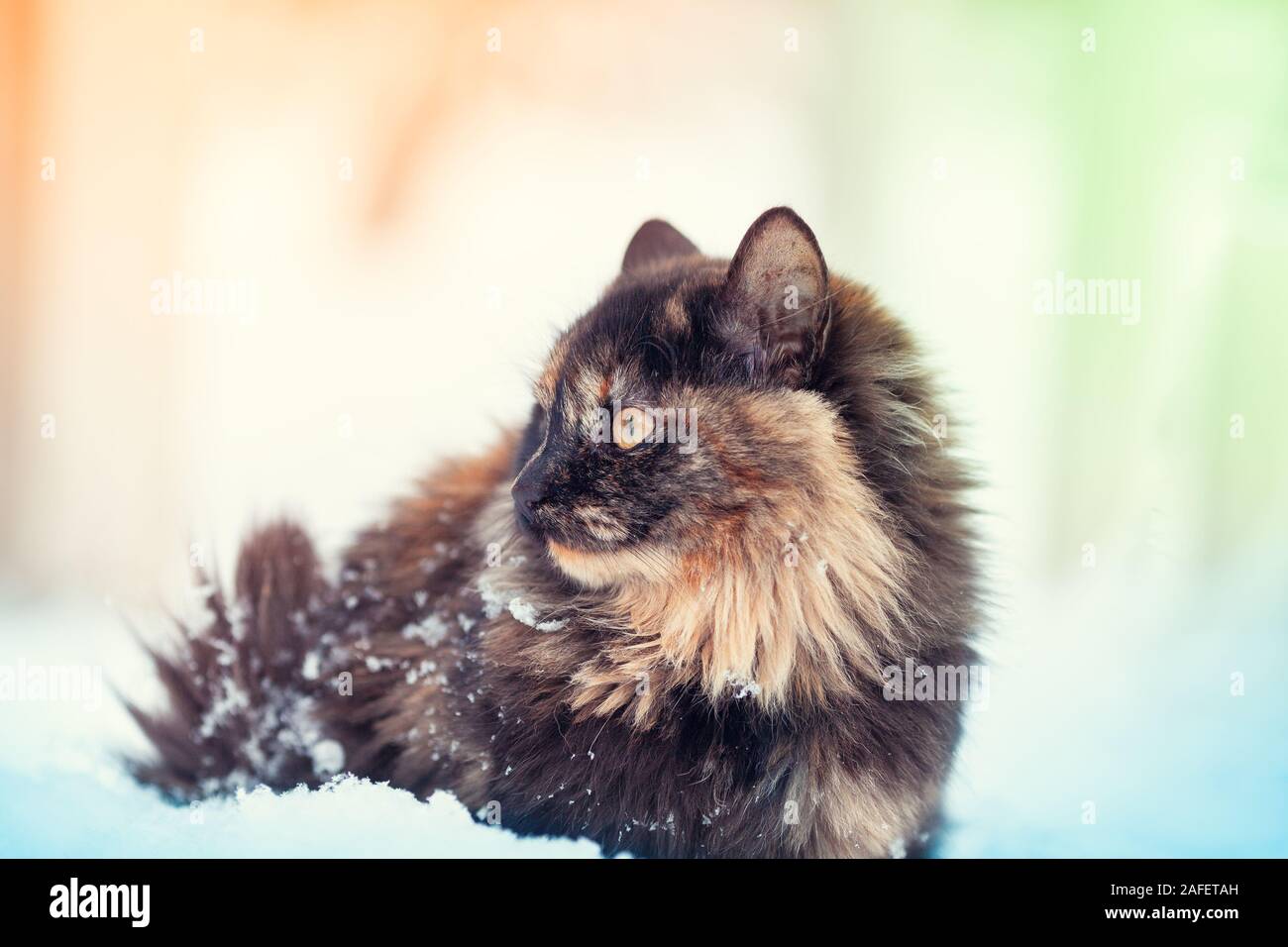 Porträt einer Langhaar schildpatt Katze im Schnee. Katze im Freien in  schneereichen Winter Stockfotografie - Alamy