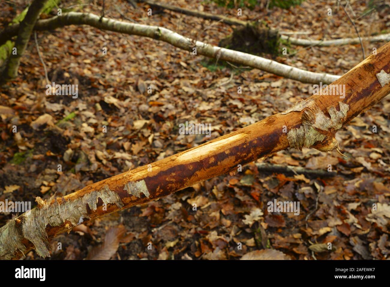 Ashdown Forest Sussex eine Baumniederlassung entrindet durch Beweidung Hirsche. Stockfoto