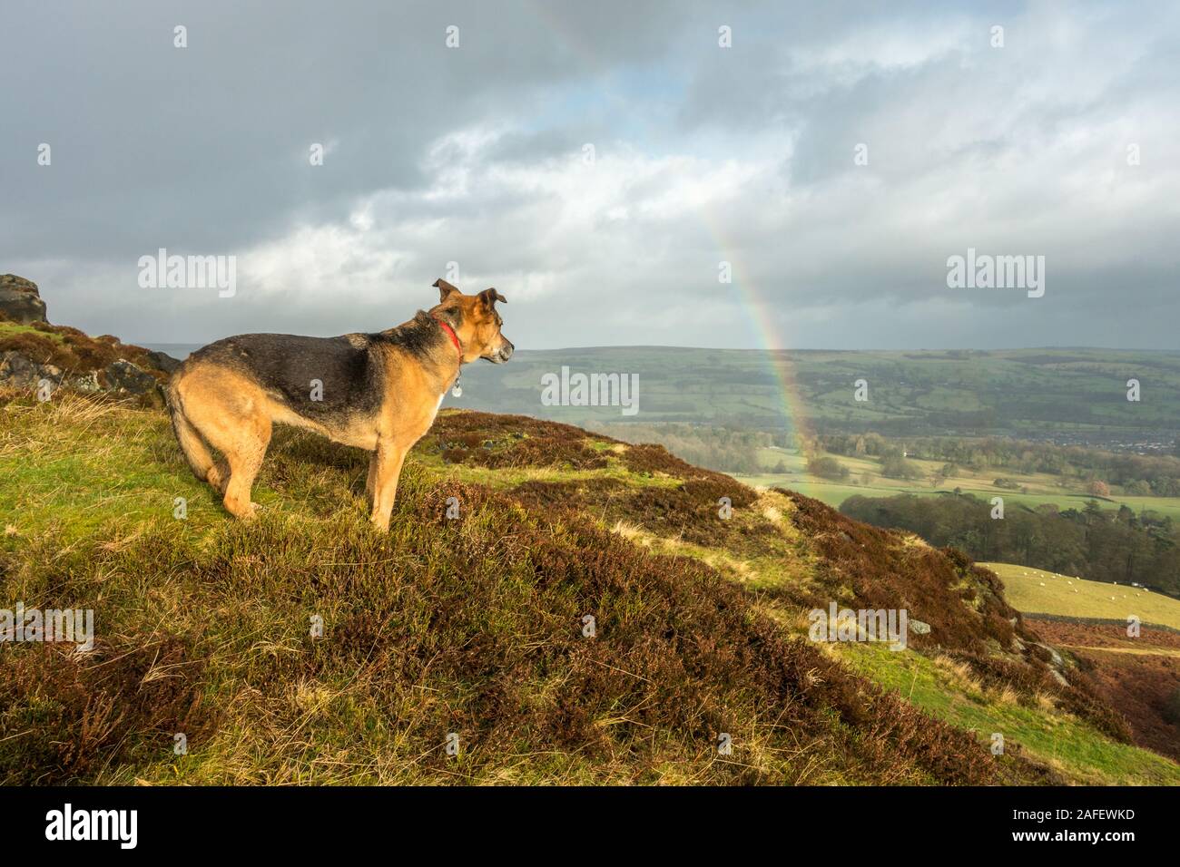 Hund beobachten ein Regenbogen auf einer Landschaft zu Fuß auf Burley Moor, West Yorkshire, UK Stockfoto