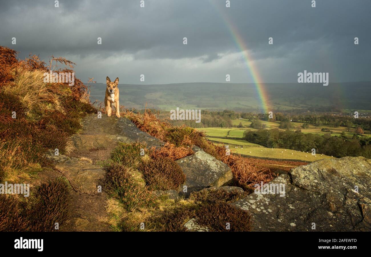 Genießen Sie einen doppelten Regenbogen auf einer Landschaft Hund spazieren auf einem Pfad entlang Burley Moor, West Yorkshire, UK Stockfoto