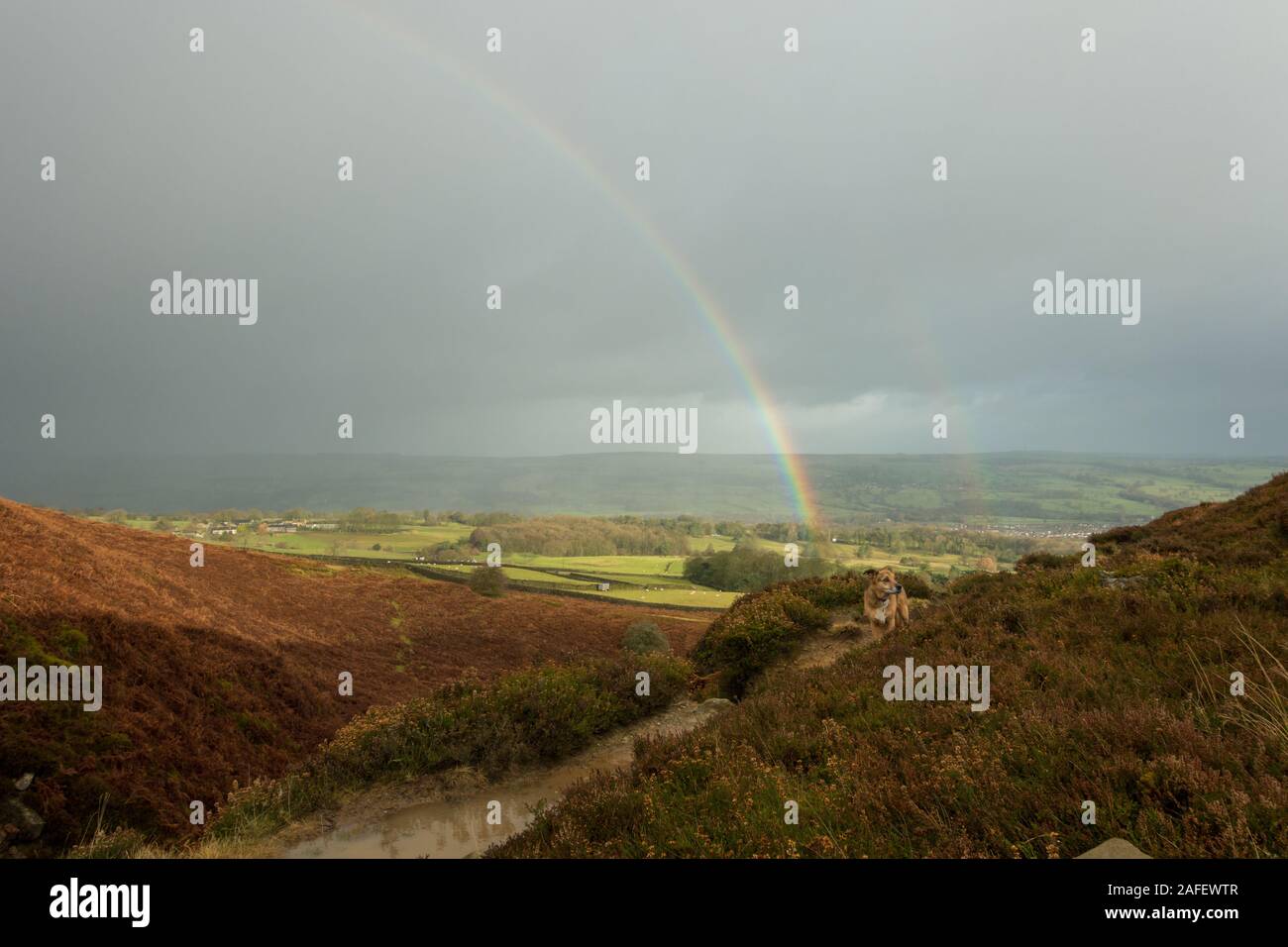 Genießen Sie einen doppelten Regenbogen auf einer Landschaft Hund spazieren auf einem Pfad entlang Burley Moor, West Yorkshire, UK Stockfoto