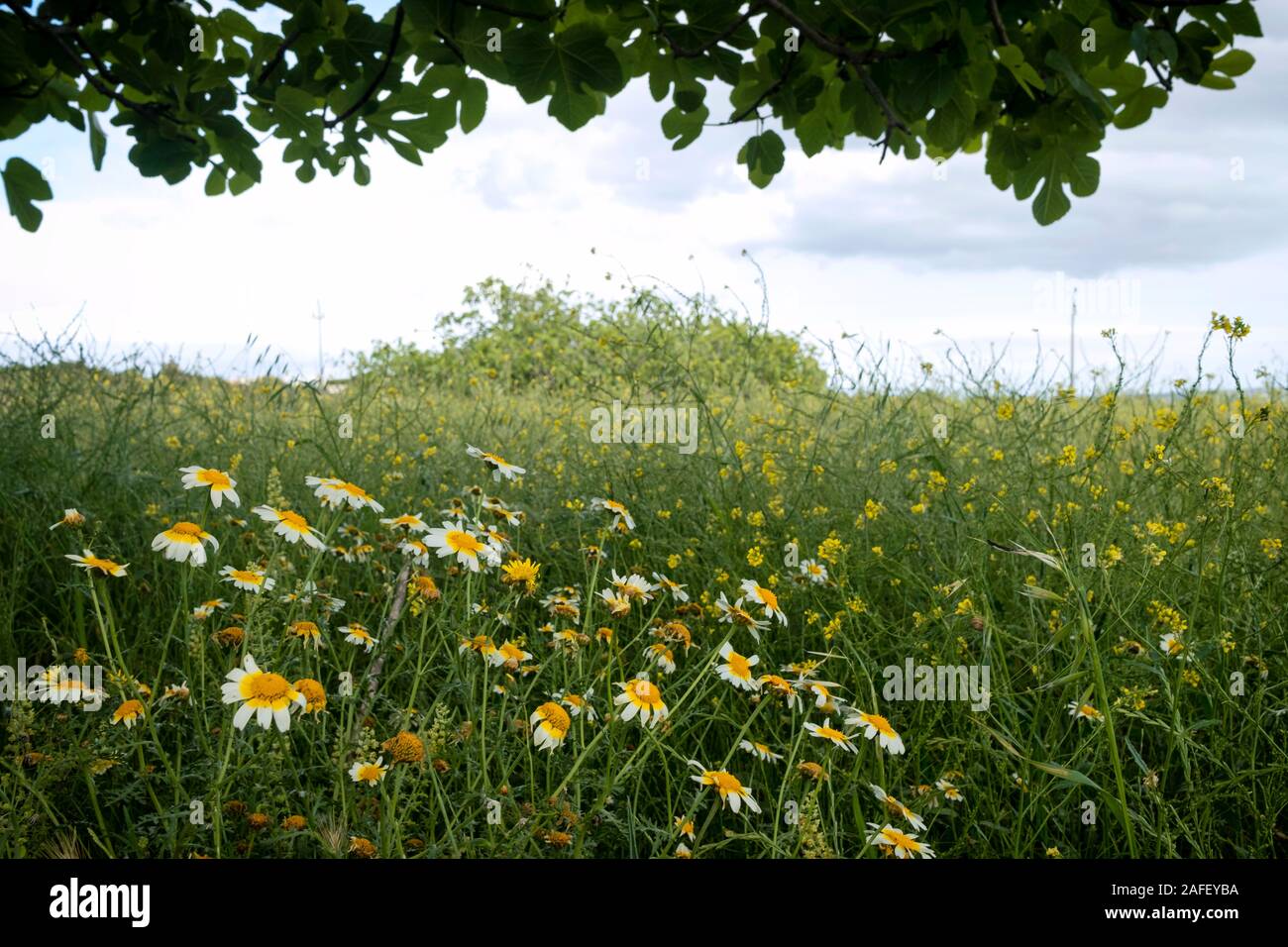 Blühende Feld mit Krone Daisy (Glebionis coronaria) Blumen am Fuße der Feigenbaum (Ficus Carica) in Formentera (Balearen, Spanien) Stockfoto