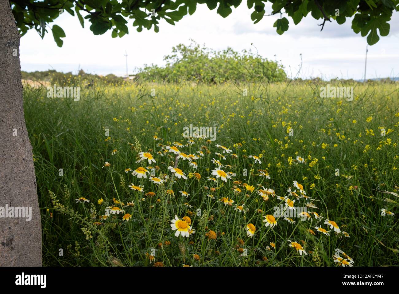 Blühende Feld mit Krone Daisy (Glebionis coronaria) Blumen am Fuße der Feigenbaum (Ficus Carica) in Formentera (Balearen, Spanien) Stockfoto