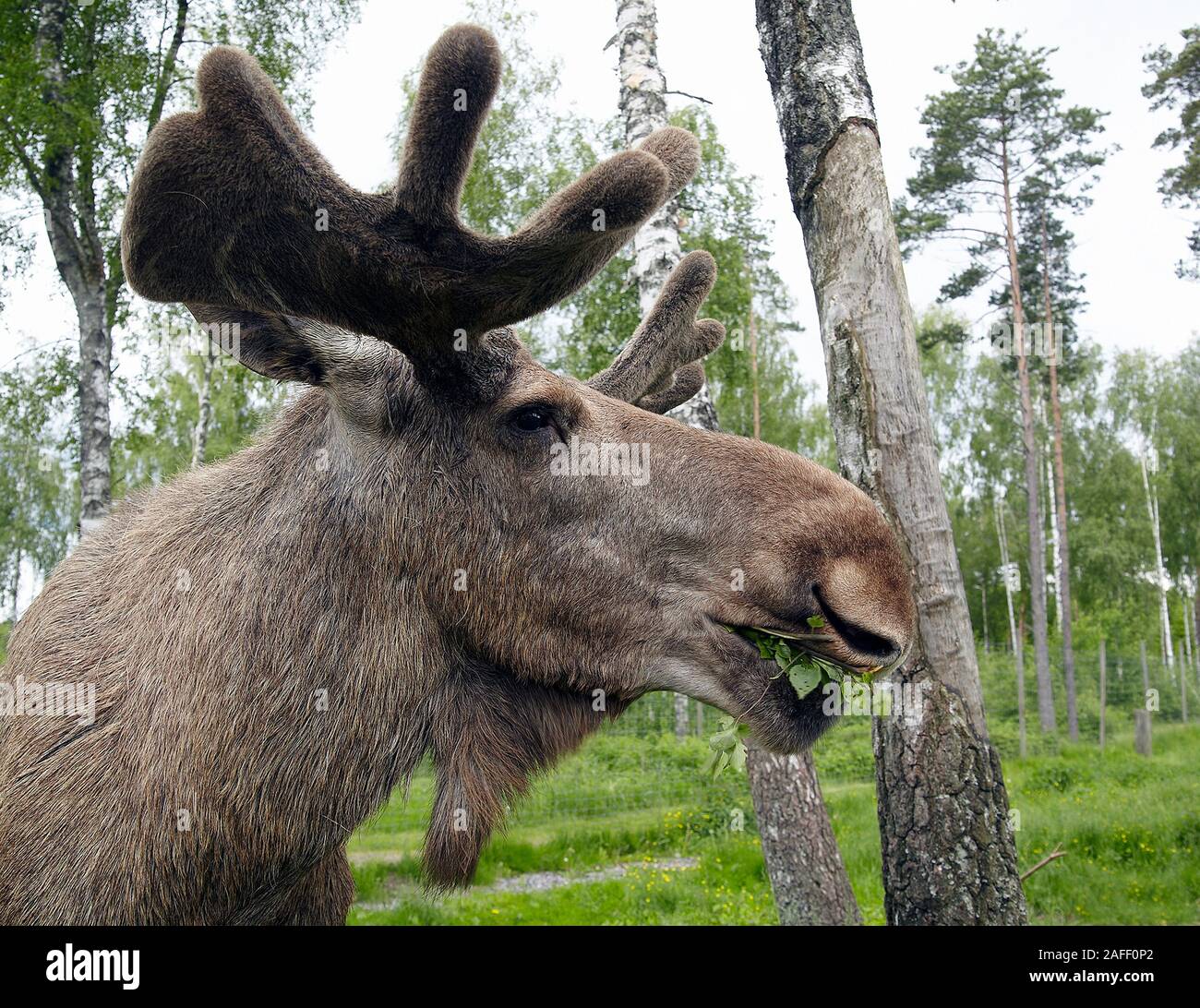 Elche im Wald Stockfoto