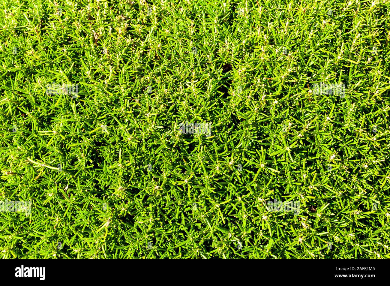 Pulsierende grüne saftige Rosmarin pflanze Textur Hintergrund zur Deckung eines Teils der Wand Stockfoto