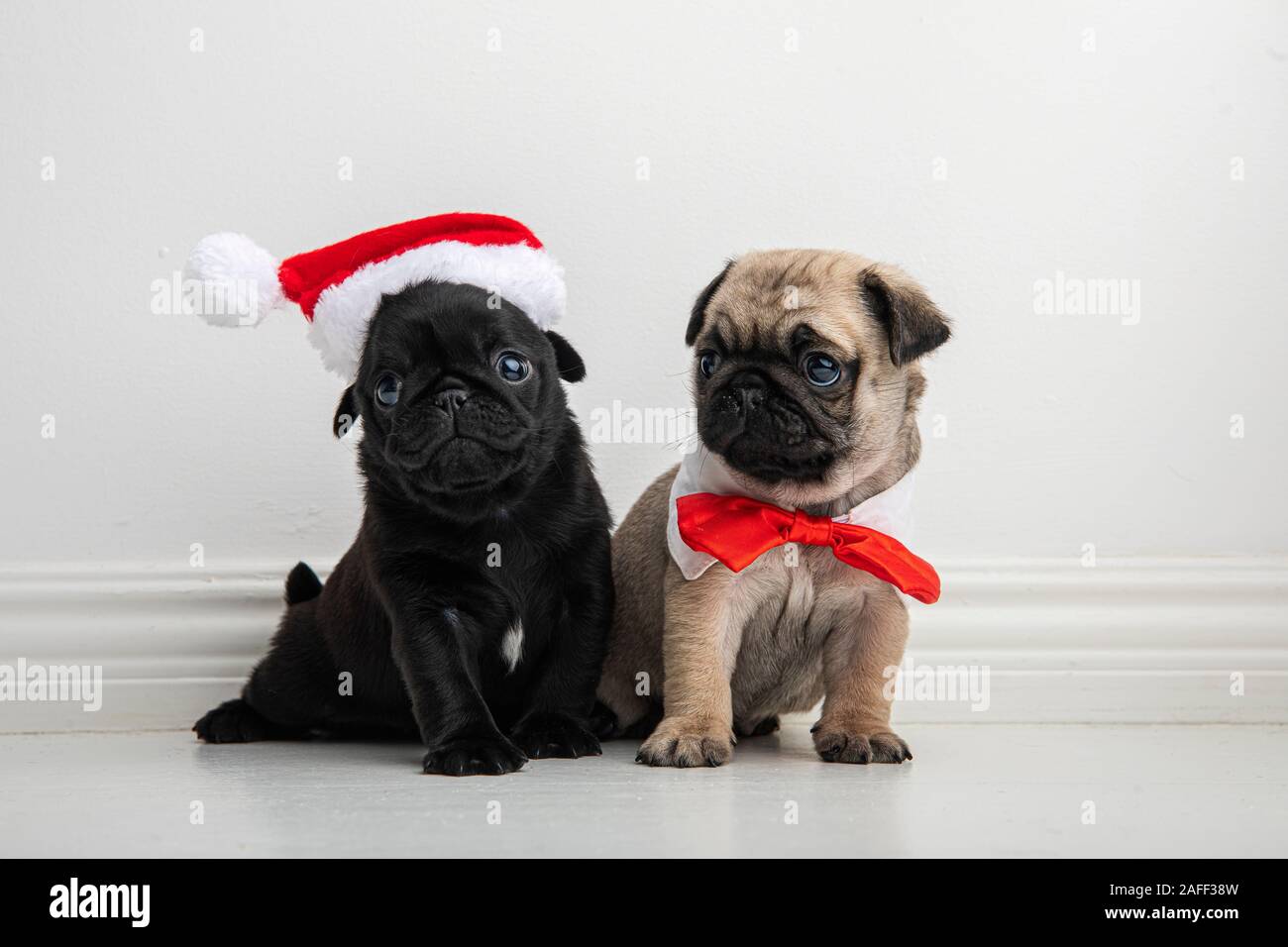 Zwei niedliche sechs Wochen alte reinrassige Puppenwelpen in Weihnachtskostümen. Die Hunde sind Geschwister und einer trägt einen Weihnachtsmütze, der andere einen roten Bogen. Stockfoto