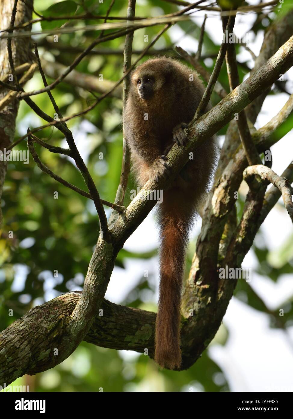 Eine junge San Martin Titi Affen auf der Verzweigung im Tarapoto Regenwald Stockfoto