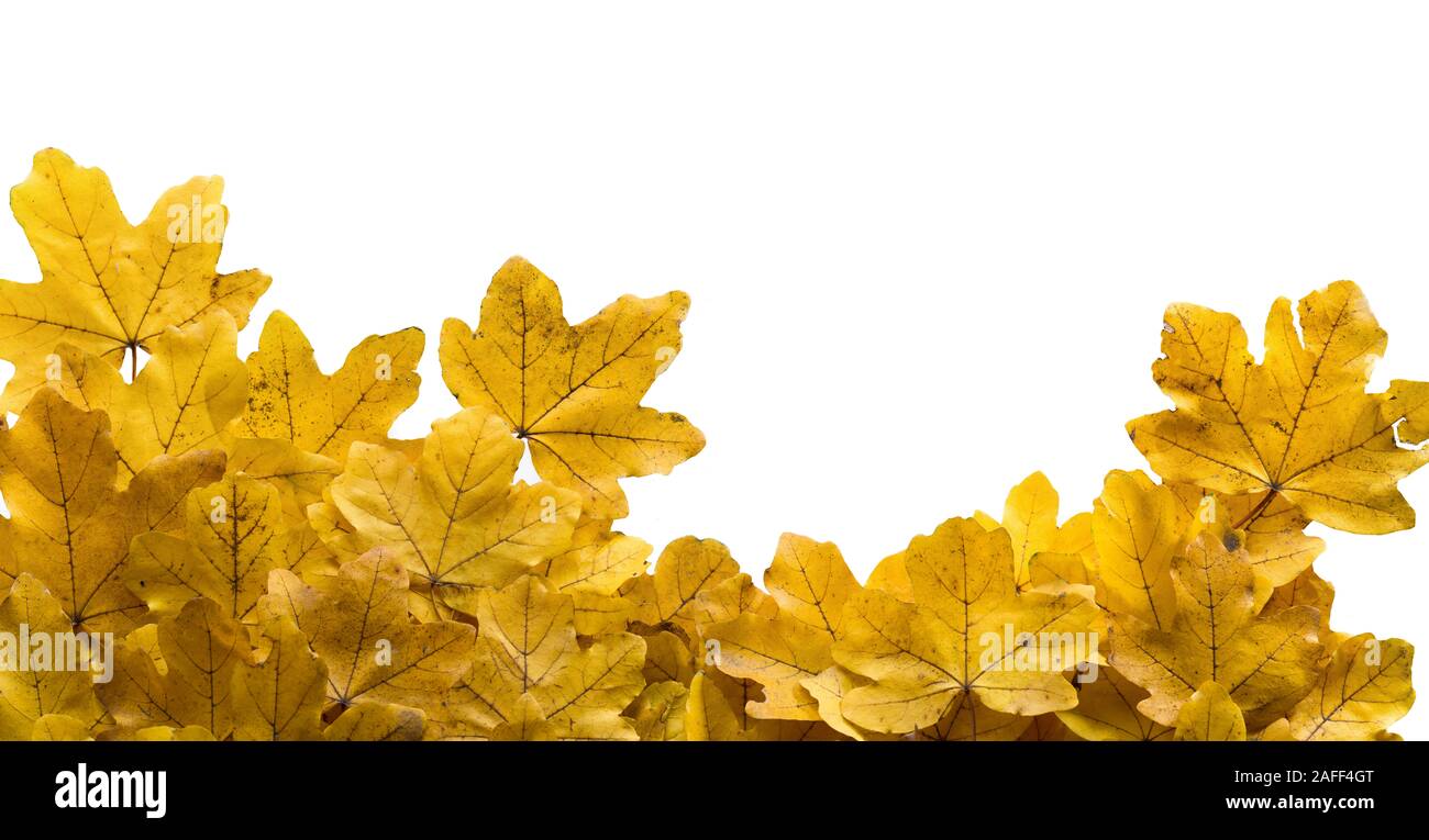 Vergilbte Blätter im Herbst auf weißem Hintergrund isoliert Stockfoto