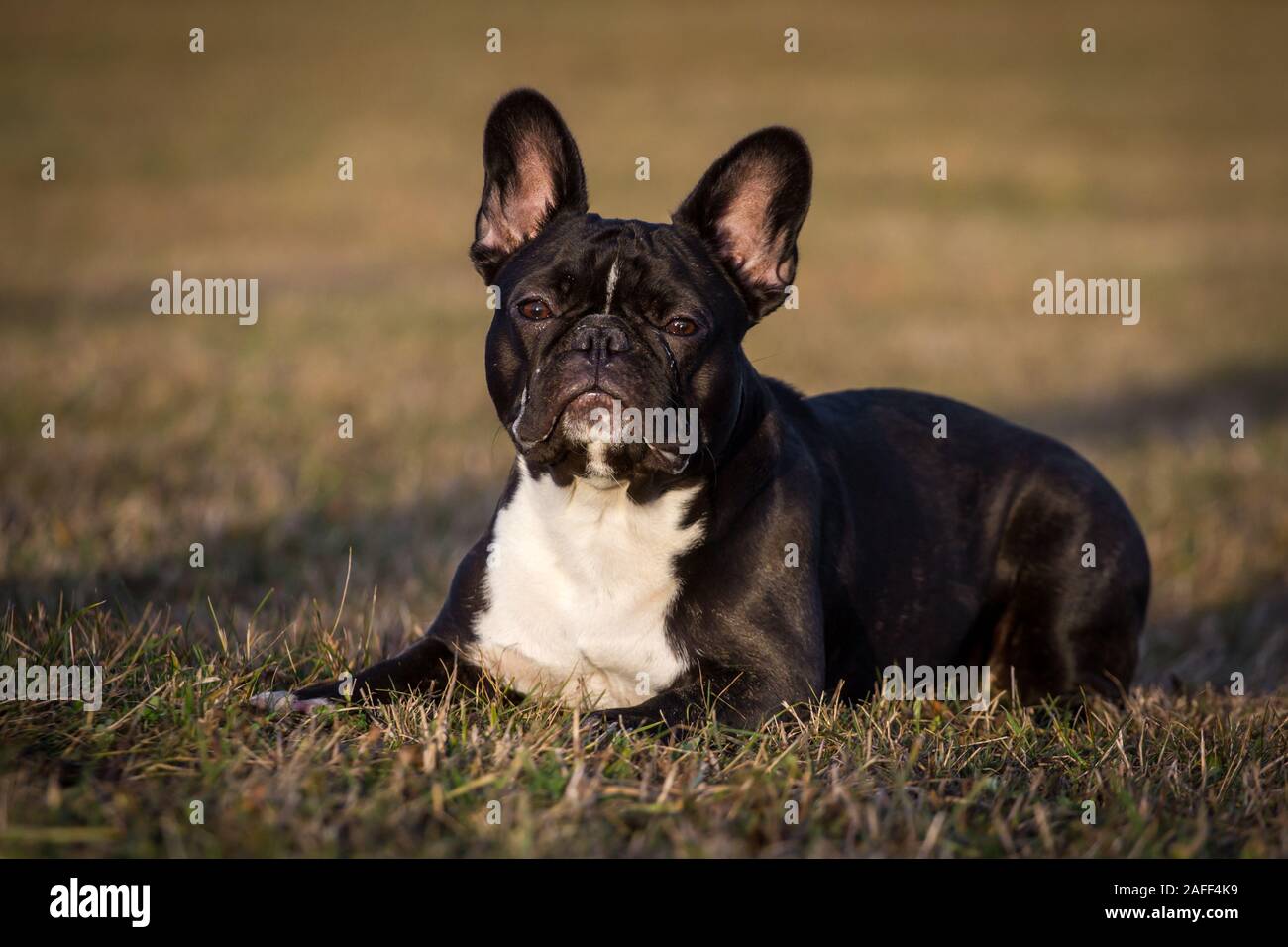 Weiße französische bulldogge Fotos und Bildmaterial in hoher Auflösung Alamy