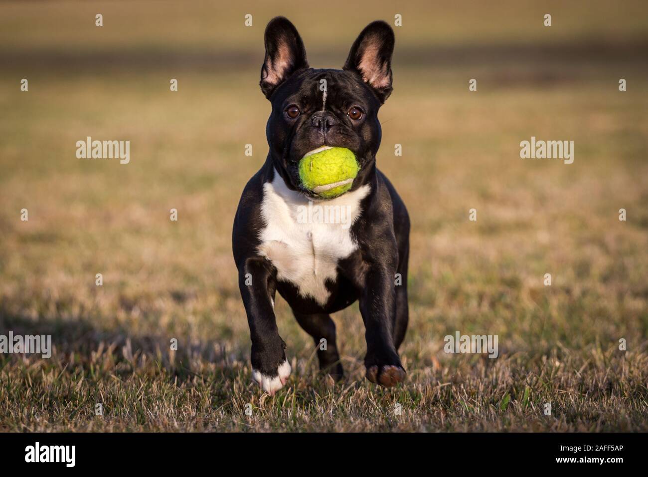 Schwarz Weiß Französische Bulldogge Holen einer Kugel Stockfoto