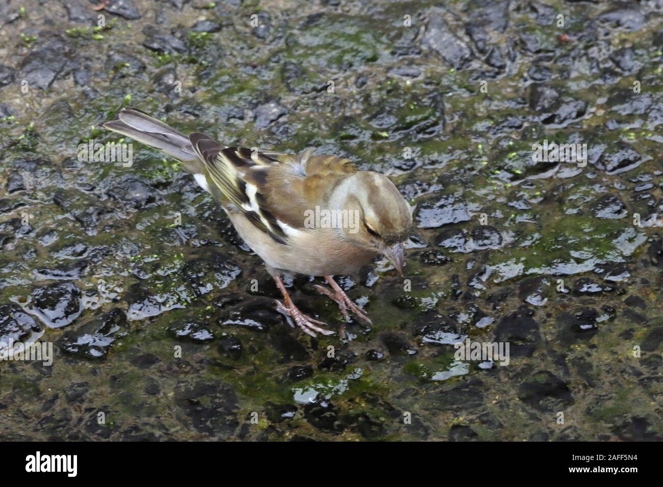 Das Weibchen ist viel langweiliger in der Färbung, aber beide Geschlechter haben zwei kontrastierenden weißen Flügel bars und weiße Seiten auf den Schwanz. Stockfoto