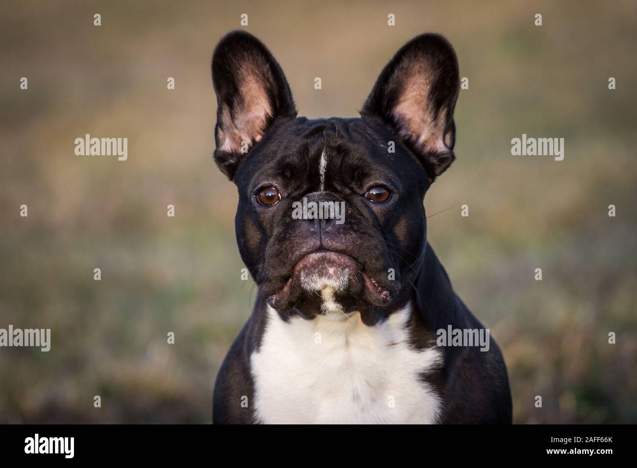 Porträt einer schwarz weiß Französische Bulldogge Stockfoto