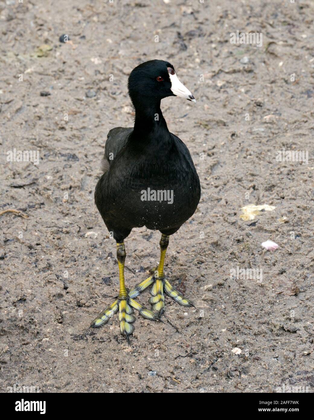 Schwarz Scoter oder Amerikanischen Scoter Vogel ganz nah am Boden, schwarzes Gefieder, Körper, Kopf, Augen, Schnabel, grüne Füße und in seiner Umgebung und surro Stockfoto