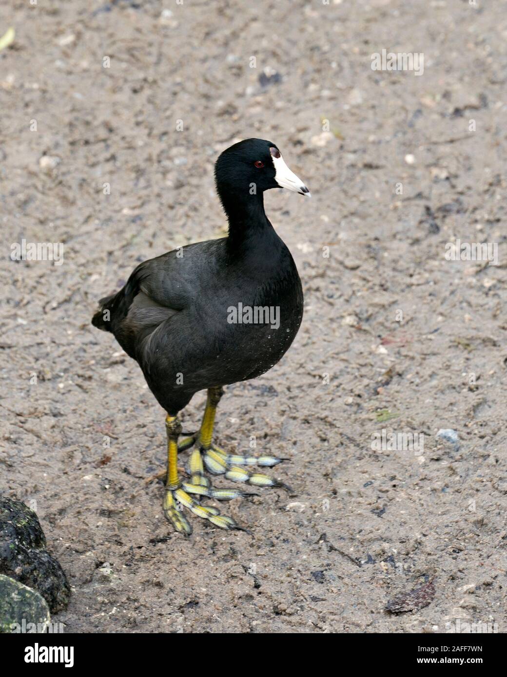 Schwarz Scoter oder Amerikanischen Scoter Vogel ganz nah am Boden, schwarzes Gefieder, Körper, Kopf, Augen, Schnabel, grüne Füße und in seiner Umgebung und surro Stockfoto