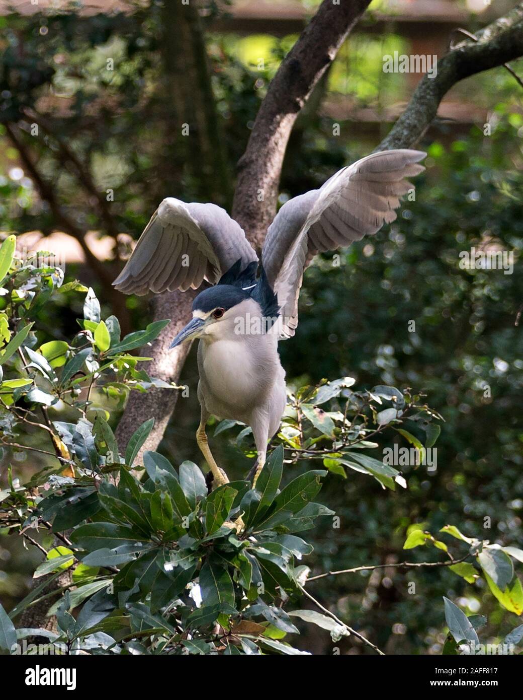 Black-Crowned Night-Heron Vogel mit ausgebreiteten Flügeln Anzeige blauen Gefieder, Körper, Kopf, Schnabel, Augen, Füße in seine Umgebung und mit den umliegenden Stockfoto