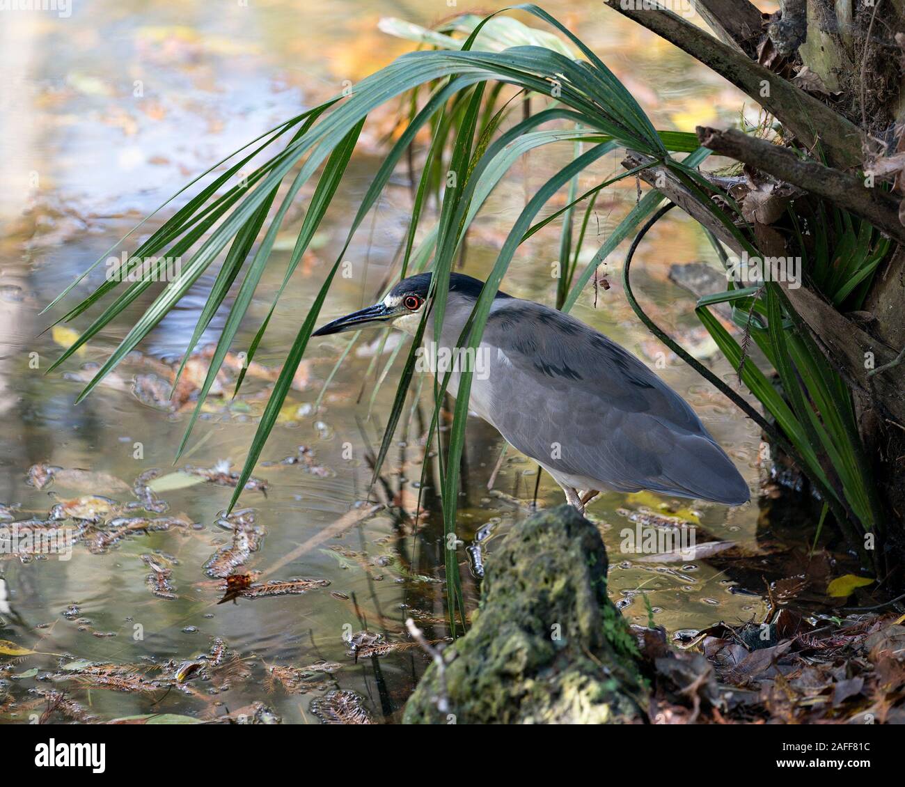 Schwarze Nacht gekrönt - Heron nach Vogel closeup Profil anzeigen auf einem Felsen am Wasser Anzeige Gefieder, Kopf, Schnabel, Auge thront, in seiner Umgebung und e Stockfoto