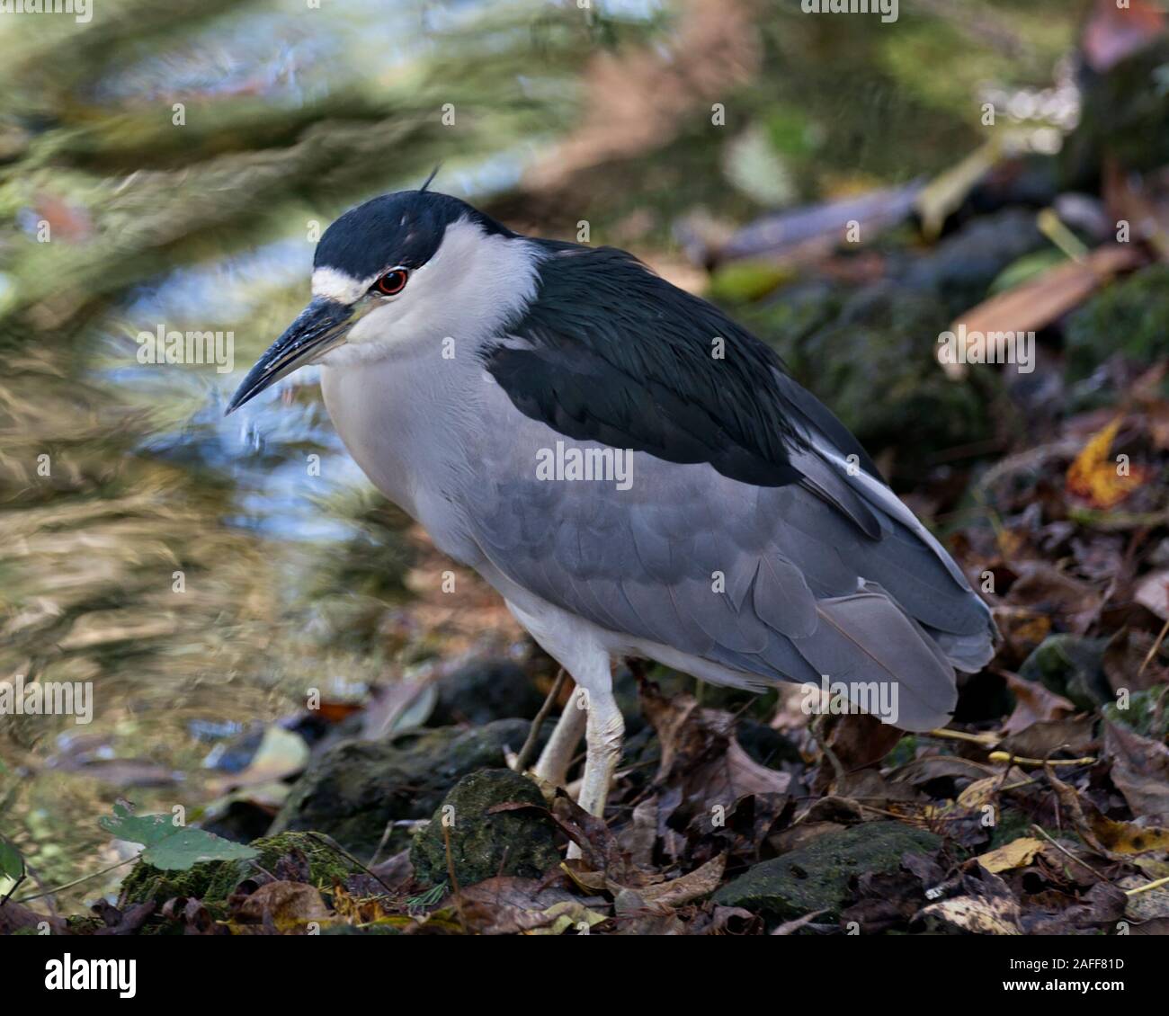 Schwarze Nacht gekrönt - Heron nach Vogel closeup Profil anzeigen auf einem Felsen am Wasser Anzeige Gefieder, Kopf, Schnabel, Auge thront, in seiner Umgebung und e Stockfoto