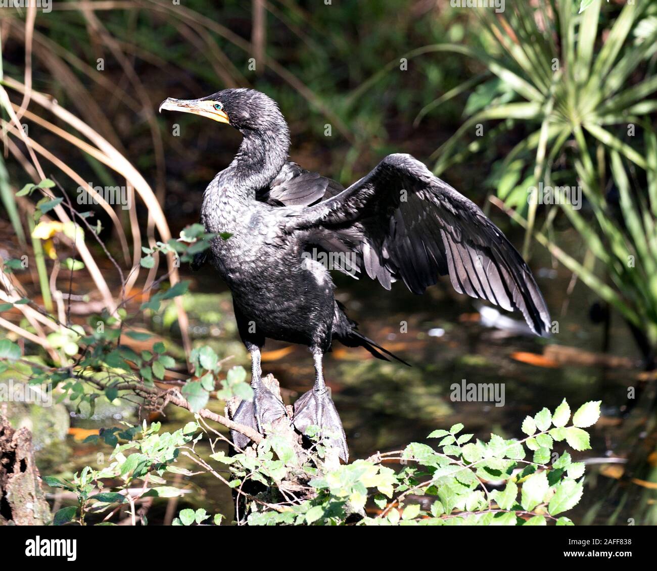 Kormoran Vogel in der Nähe Profil ansehen, indem das Wasser mit Flügeln, die mit Laub Hintergrund thront, Kopf, Augen, Schnabel und Aalen in der s Stockfoto