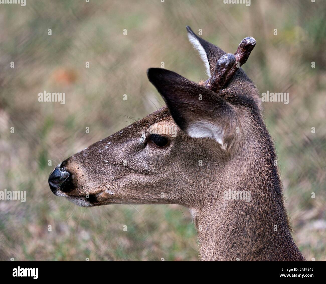 Rotwild Tier Weiß - Sehr geehrte tailed Kopf Nahaufnahme Profil anzeigen Mit bokeh Hintergrund anzeigen Kopf, Geweihe, Ohren, Augen, Mund, Nase, braunes Fell in seiner Surr Stockfoto