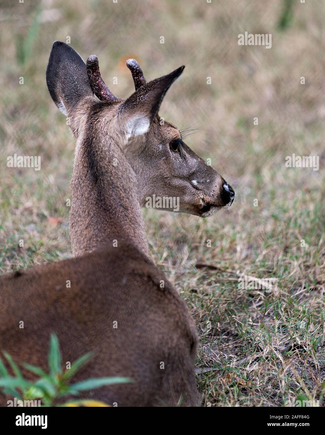 Rotwild Tier Weiß - Sehr geehrte tailed Kopf Nahaufnahme Profil anzeigen Mit bokeh Hintergrund anzeigen Kopf, Geweihe, Ohren, Augen, Mund, Nase, braunes Fell in seiner Surr Stockfoto