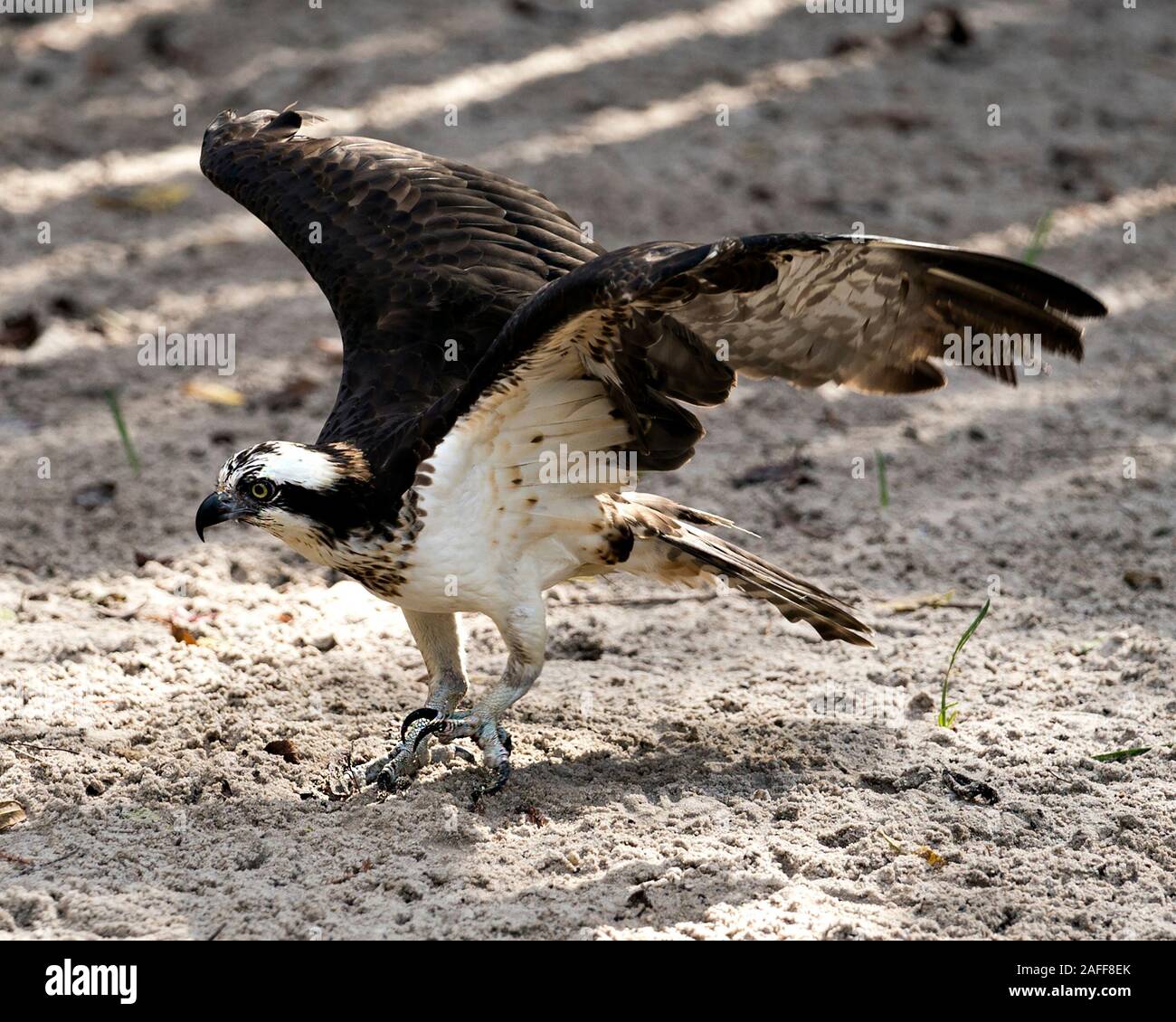 Osprey Vogel in der Nähe Profil ansehen Flügeln, die an der Kamera mit Sand Hintergrund Vordergrund angezeigte braunes Gefieder Kopf suchen, Krallen in der Su Stockfoto